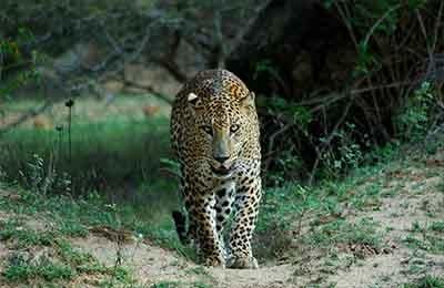 Wilpattu