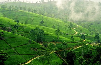 Wilpattu
