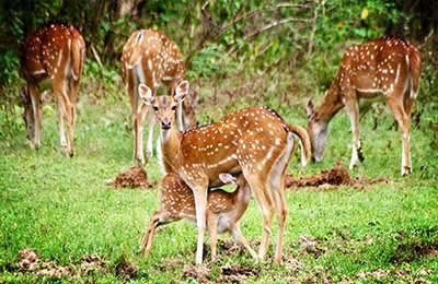 Wilpattu