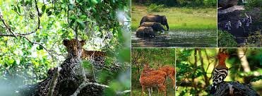 Yala National Park