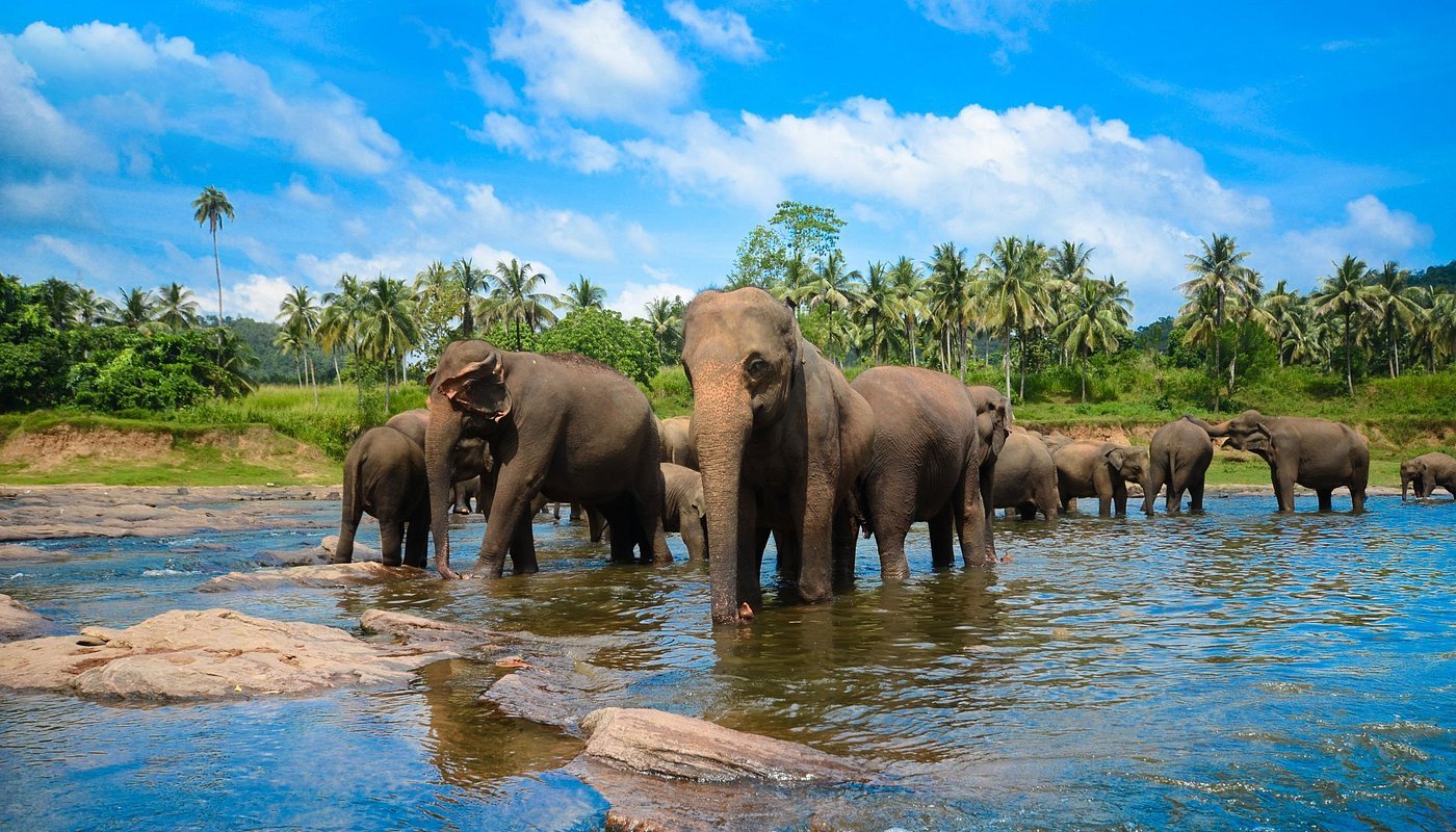 Pinnawala Elephant Orphanage